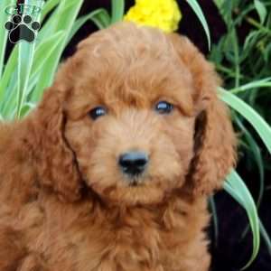 Mickey, Mini Labradoodle Puppy
