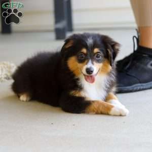 Mickey, Miniature Australian Shepherd Puppy
