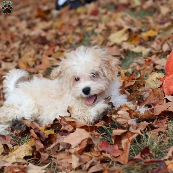 Mickey, Havapoo Puppy