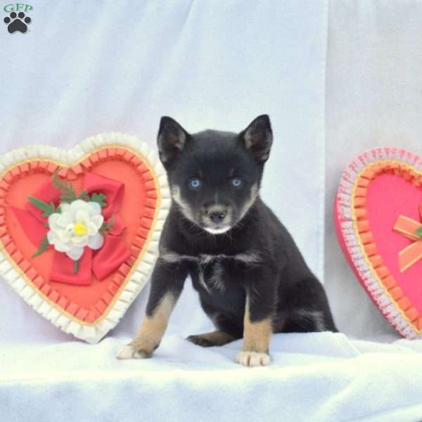 Midnight, Pomsky Puppy