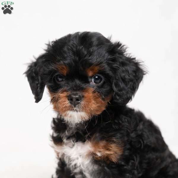Mika, Cavapoo Puppy