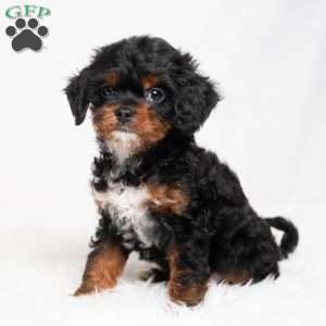 Mika, Cavapoo Puppy