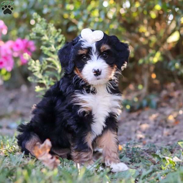 Mika, Bernedoodle Puppy