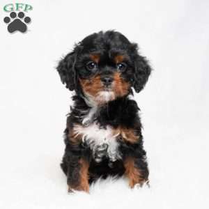 Mika, Cavapoo Puppy