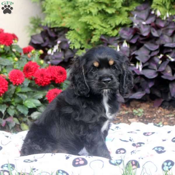 Mike, Cocker Spaniel Puppy
