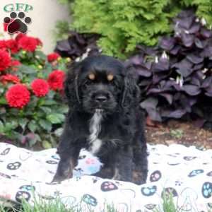 Mike, Cocker Spaniel Puppy