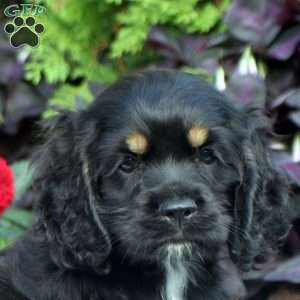 Mike, Cocker Spaniel Puppy