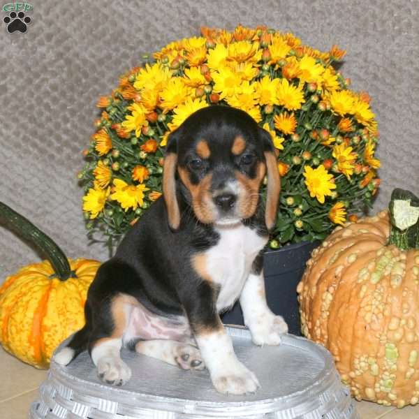 Mikey, Beagle Puppy