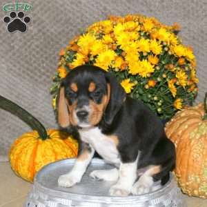 Mikey, Beagle Puppy