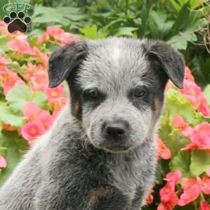 Mikey, Blue Heeler – Australian Cattle Dog Puppy