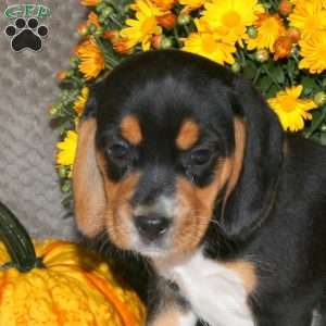 Mikey, Beagle Puppy