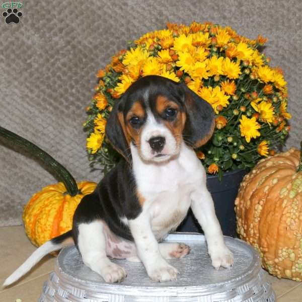 Mila, Beagle Puppy
