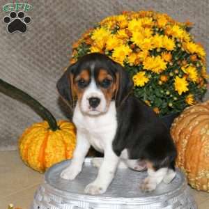Mila, Beagle Puppy