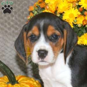 Mila, Beagle Puppy