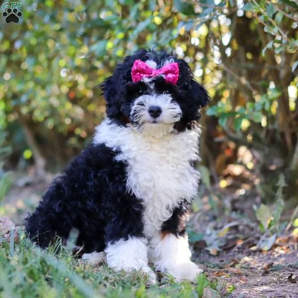Mila, Mini Bernedoodle Puppy