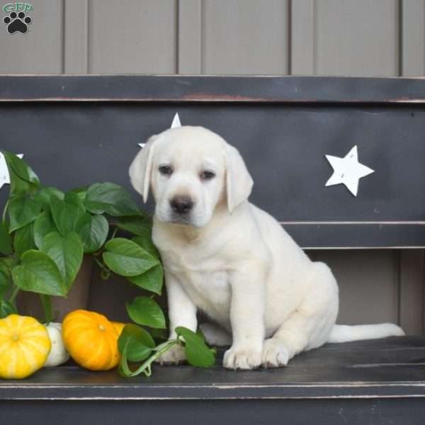Miles, Yellow Labrador Retriever Puppy