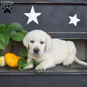 Miles, Yellow Labrador Retriever Puppy