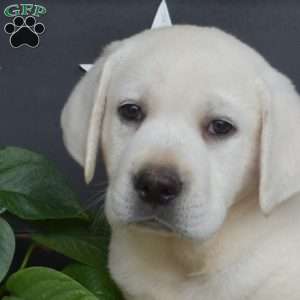 Miles, Yellow Labrador Retriever Puppy