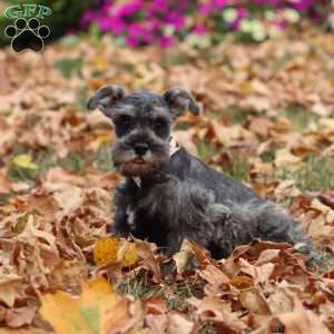Millie, Miniature Schnauzer Puppy