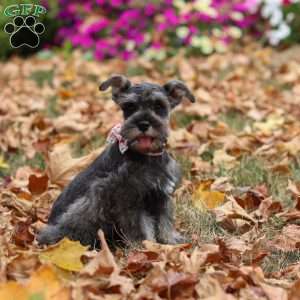 Millie, Miniature Schnauzer Puppy