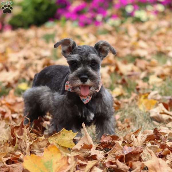 Millie, Miniature Schnauzer Puppy