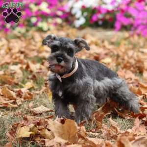 Millie, Miniature Schnauzer Puppy