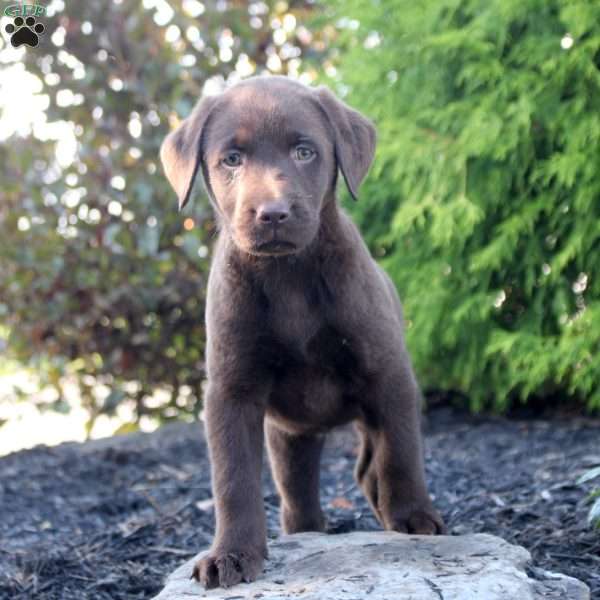 Millie, Chocolate Labrador Retriever Puppy