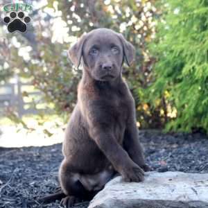 Millie, Chocolate Labrador Retriever Puppy