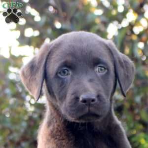 Millie, Chocolate Labrador Retriever Puppy