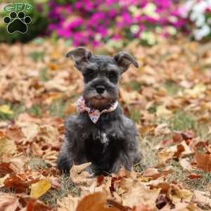 Millie, Miniature Schnauzer Puppy