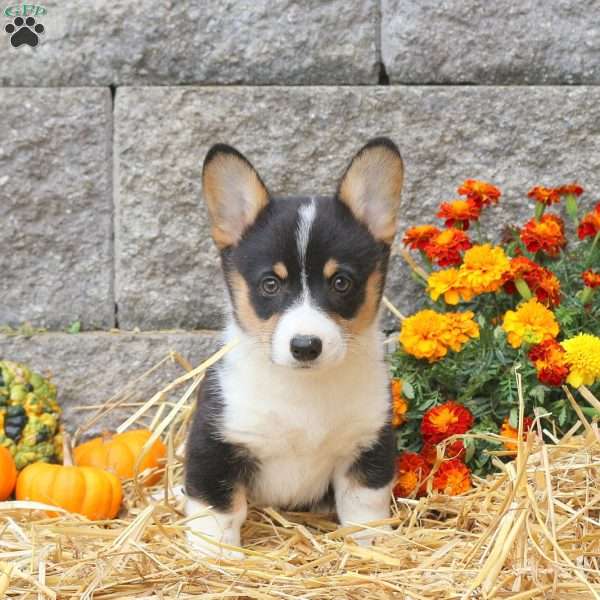 Milly, Pembroke Welsh Corgi Puppy