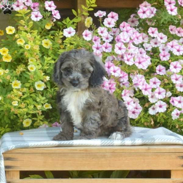 Milo, Cockapoo Puppy