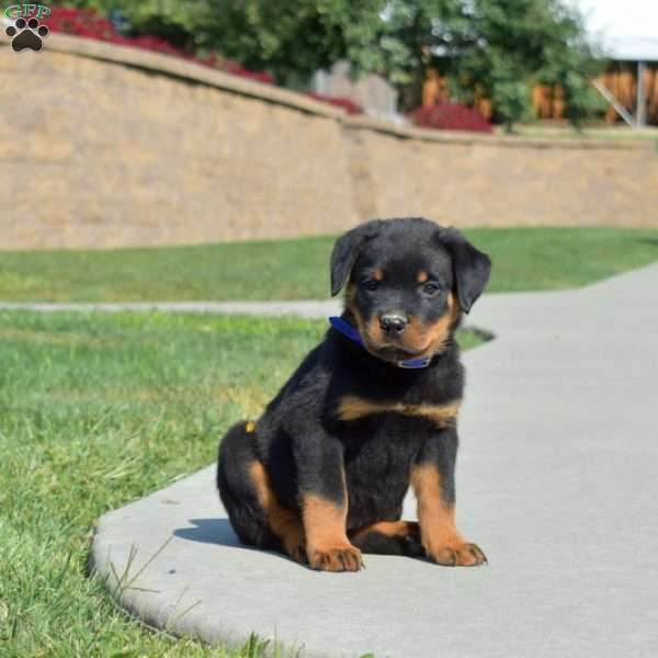 Milo, Rottweiler Puppy