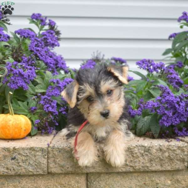 Milo, Morkie / Yorktese Puppy