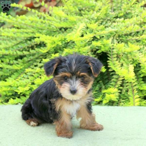 Milo, Yorkie Puppy