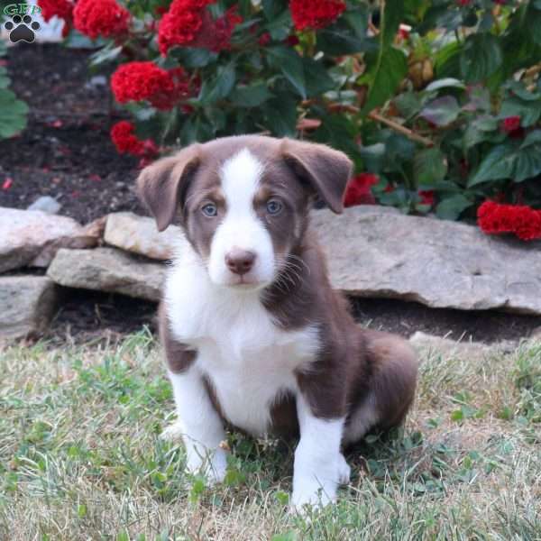 Milo, Border Collie Mix Puppy