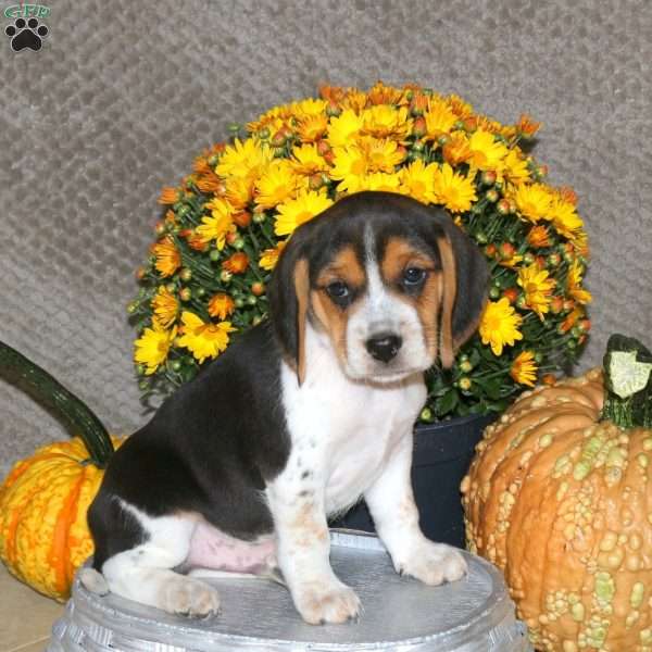 Milo, Beagle Puppy