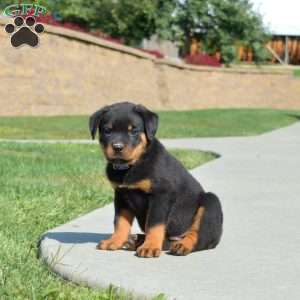 Milo, Rottweiler Puppy