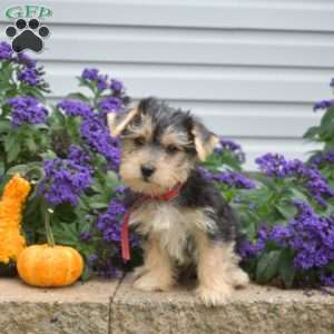 Milo, Morkie / Yorktese Puppy