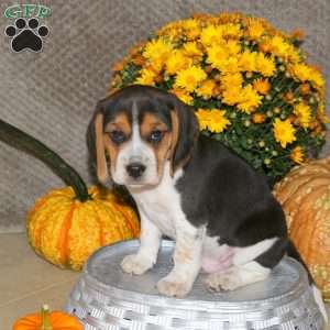 Milo, Beagle Puppy
