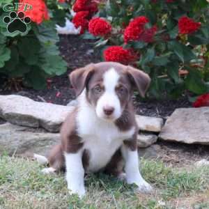 Milo, Border Collie Mix Puppy