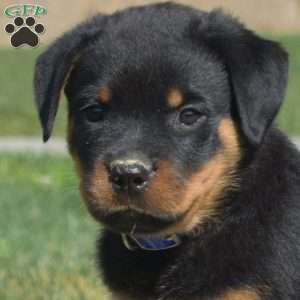 Milo, Rottweiler Puppy