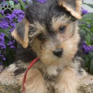 Milo, Morkie / Yorktese Puppy