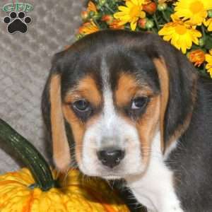 Milo, Beagle Puppy