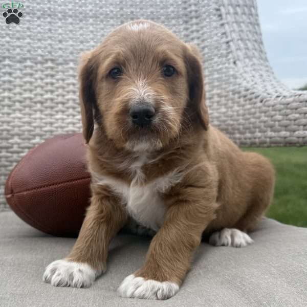 Milo, Labradoodle Puppy