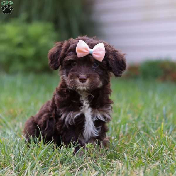 Mindy, Cavapoo Puppy