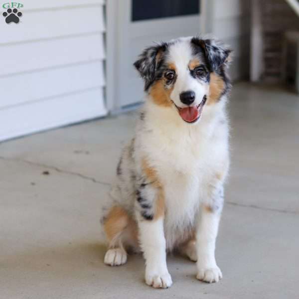 Mindy, Miniature Australian Shepherd Puppy