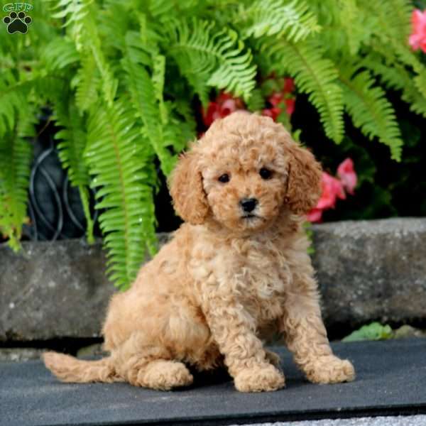 Mini, Cavapoo Puppy