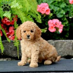 Mini, Cavapoo Puppy
