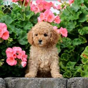 Mini, Cavapoo Puppy